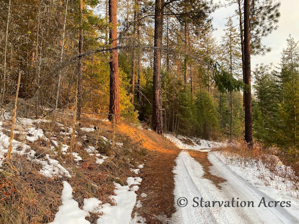 Bent tree leaning over the logging road.