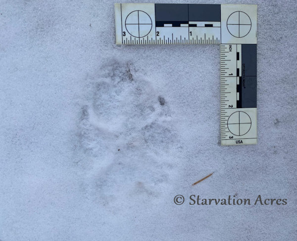 Wolf track more than 4 inches long.