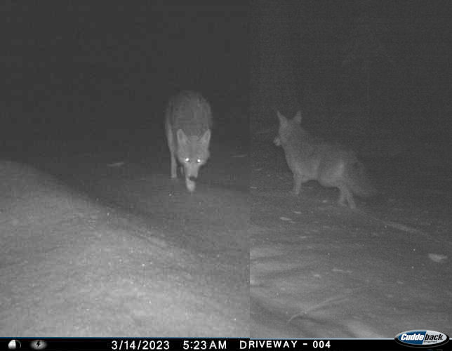 Wolf on left, Coyote on right.