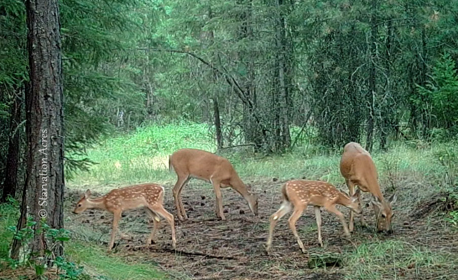 Two does and two fawns.