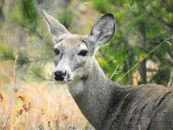 Nice whitetail deer from the area.