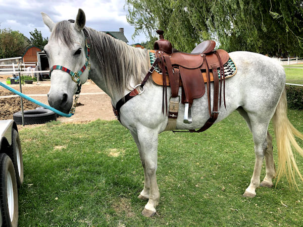 Stormy saddled up.
