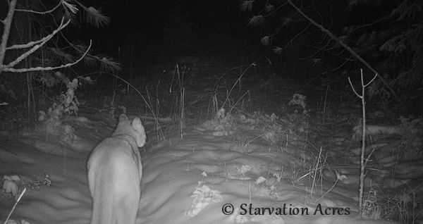 Mountain Lion walking away from camera in the snow.