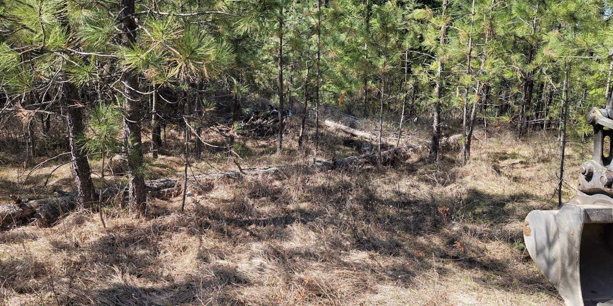 Skidder road where driveway will go.