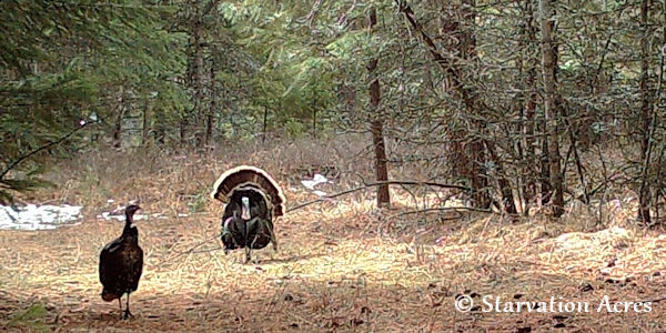 Wild Turkey Hen and Tom