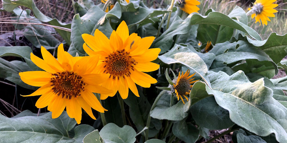 Arrowed-leaf balsamroot