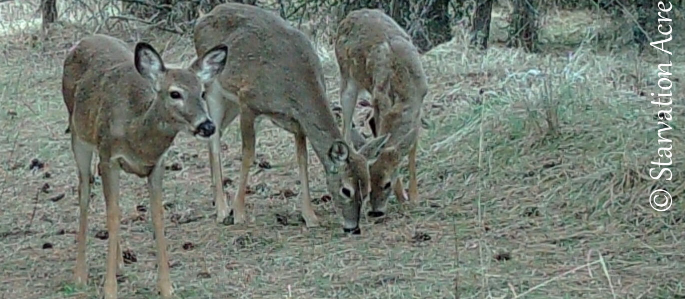 Three deer.