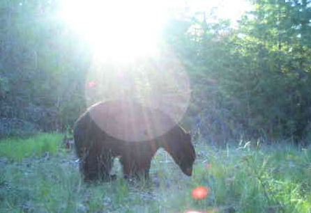 Bear