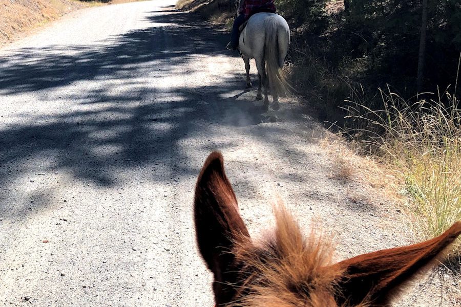 Naomi Riding Stormy on Starvation Lake Road