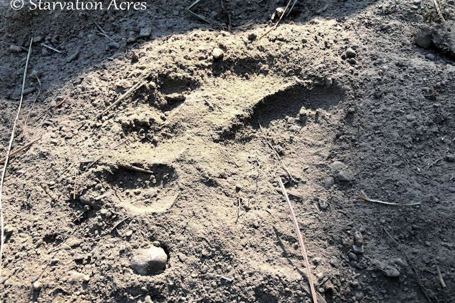 Bear track