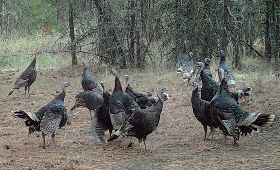 Wild Turkey Flock