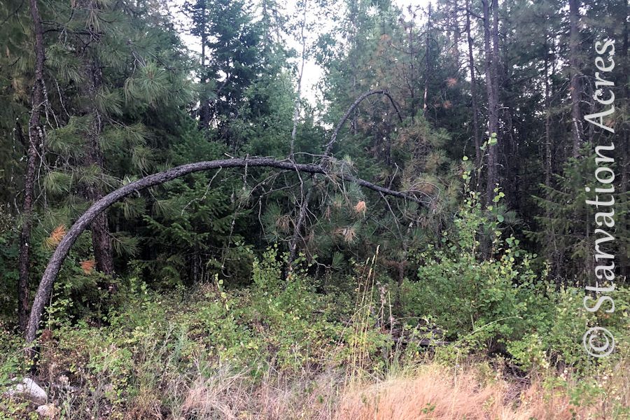 Bent pine tree