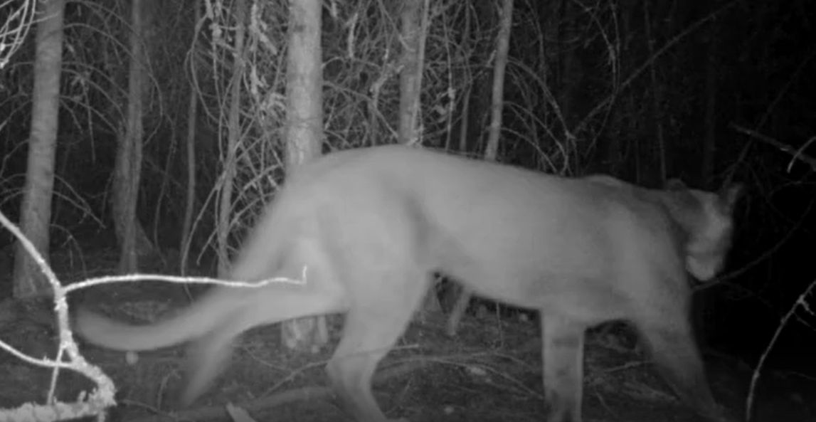 Cougar