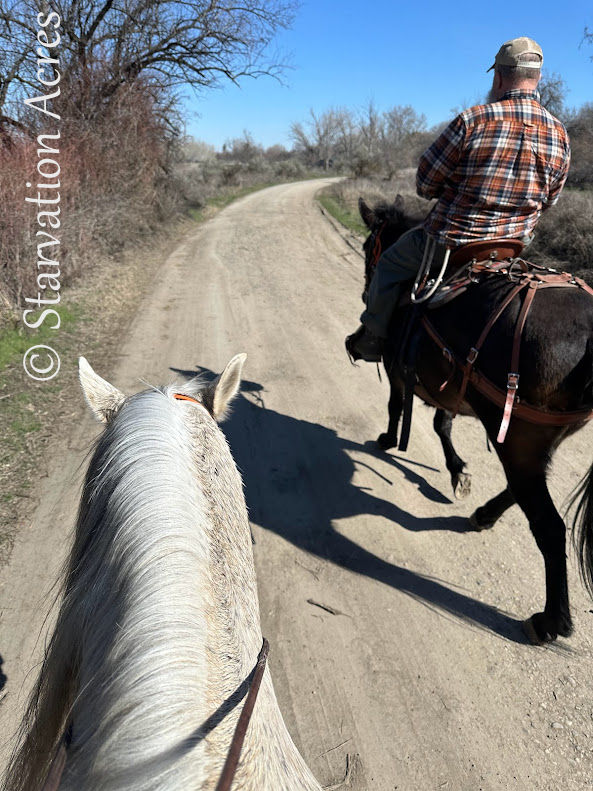 Mule walking ahead of the horse