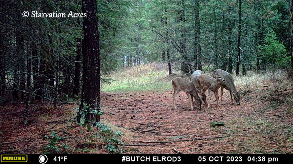 Four deer grazing