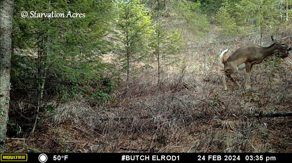 Deer taking a break