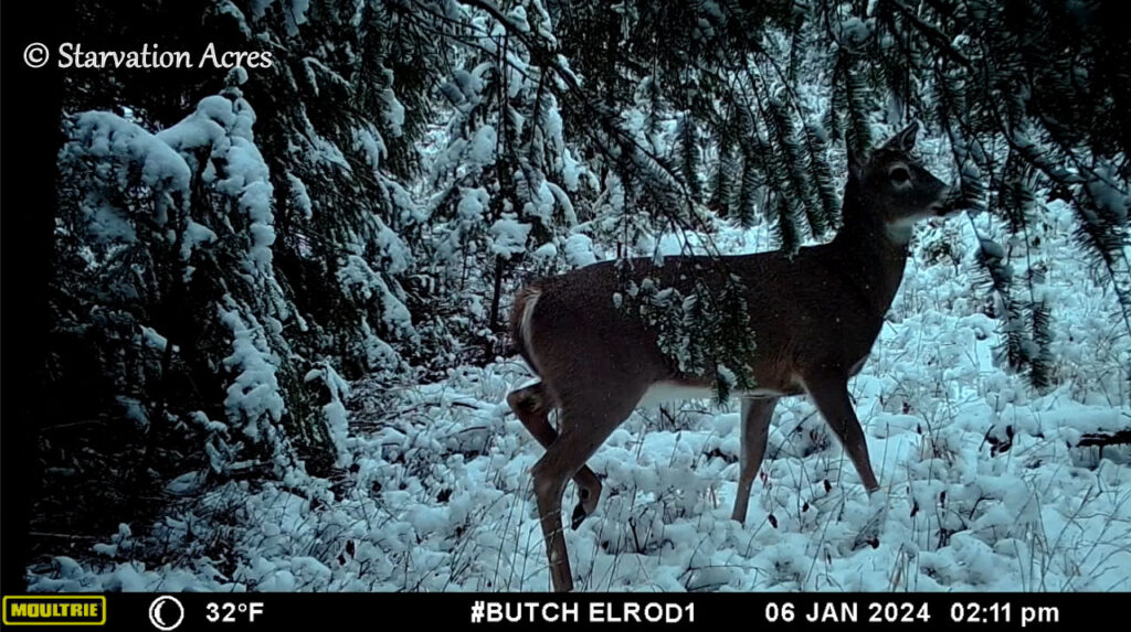 Deer in the snow