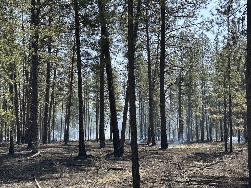 Prescribed burn in the LPO.